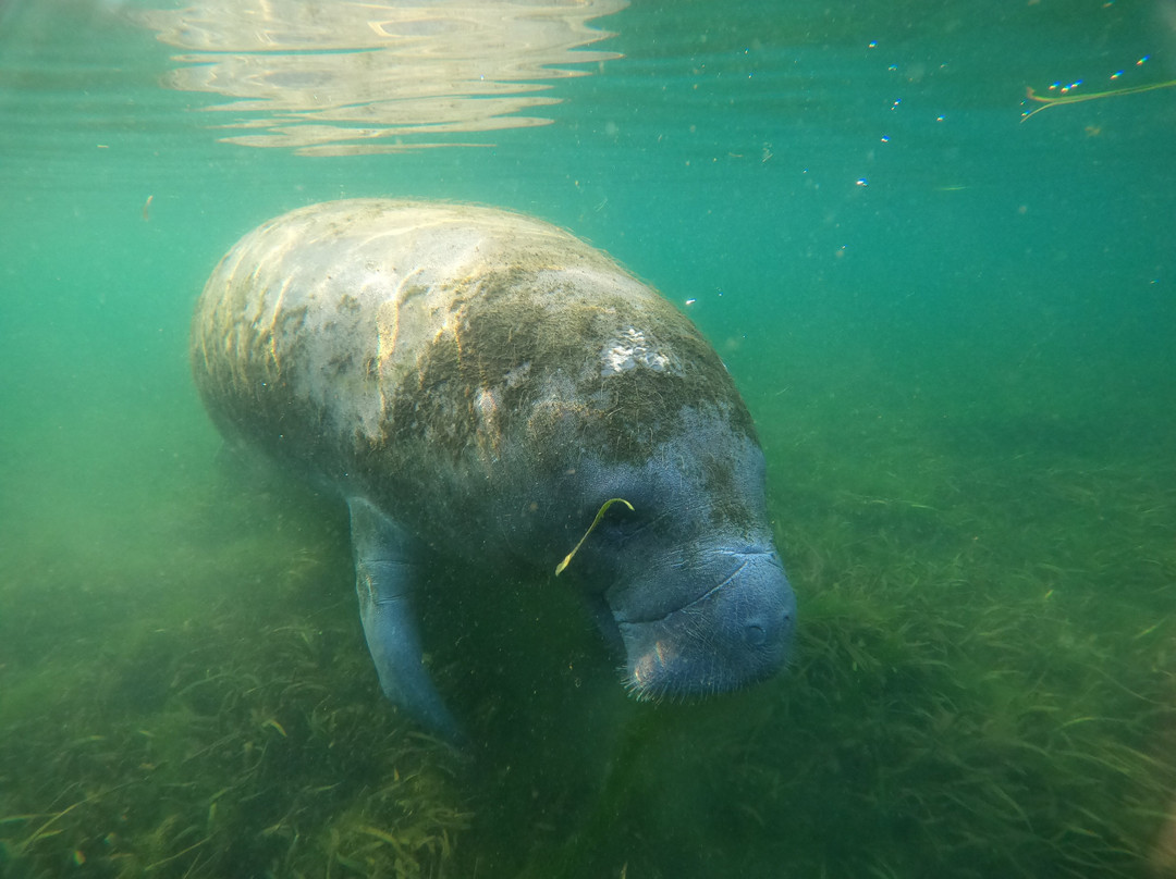 Waterfront Adventures; Swimming With The Manatees-克里斯特尔里弗必去景点