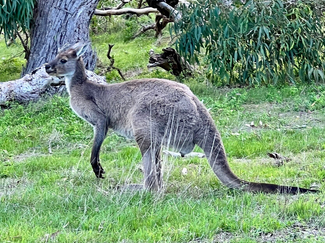 Gawler Ranges Wilderness Safari Day Tour-Wudinna必去景点