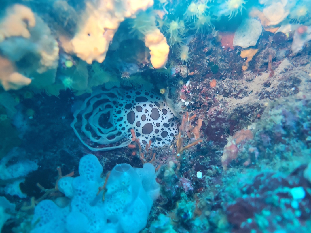 Marina di Campo Diving景点图片