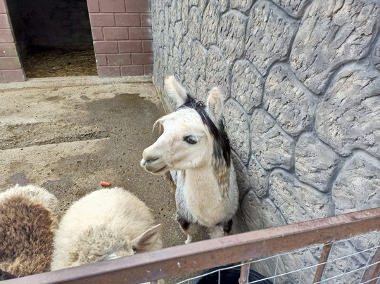 Farm Ishachok-Maloye Sadovoye必去景点