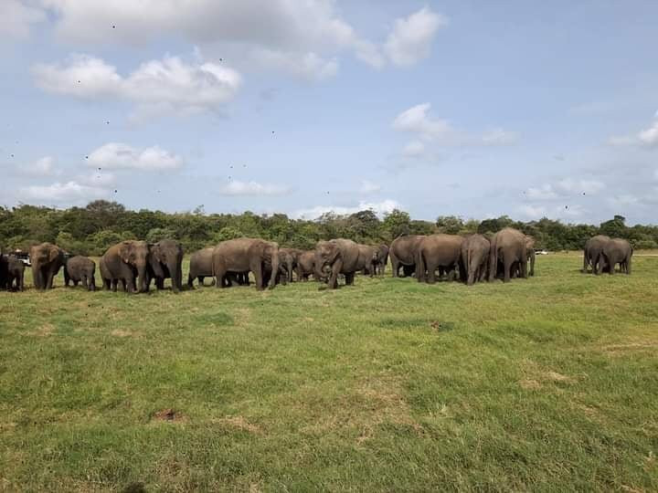 Minneriya Gajaga Safari-Minneriya必去景点