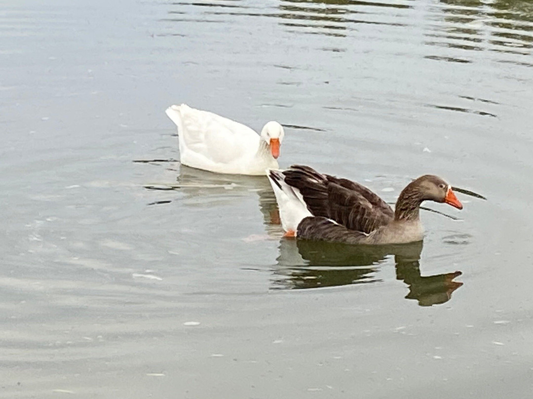 Sakkie Se Arkie-阿平顿必去景点