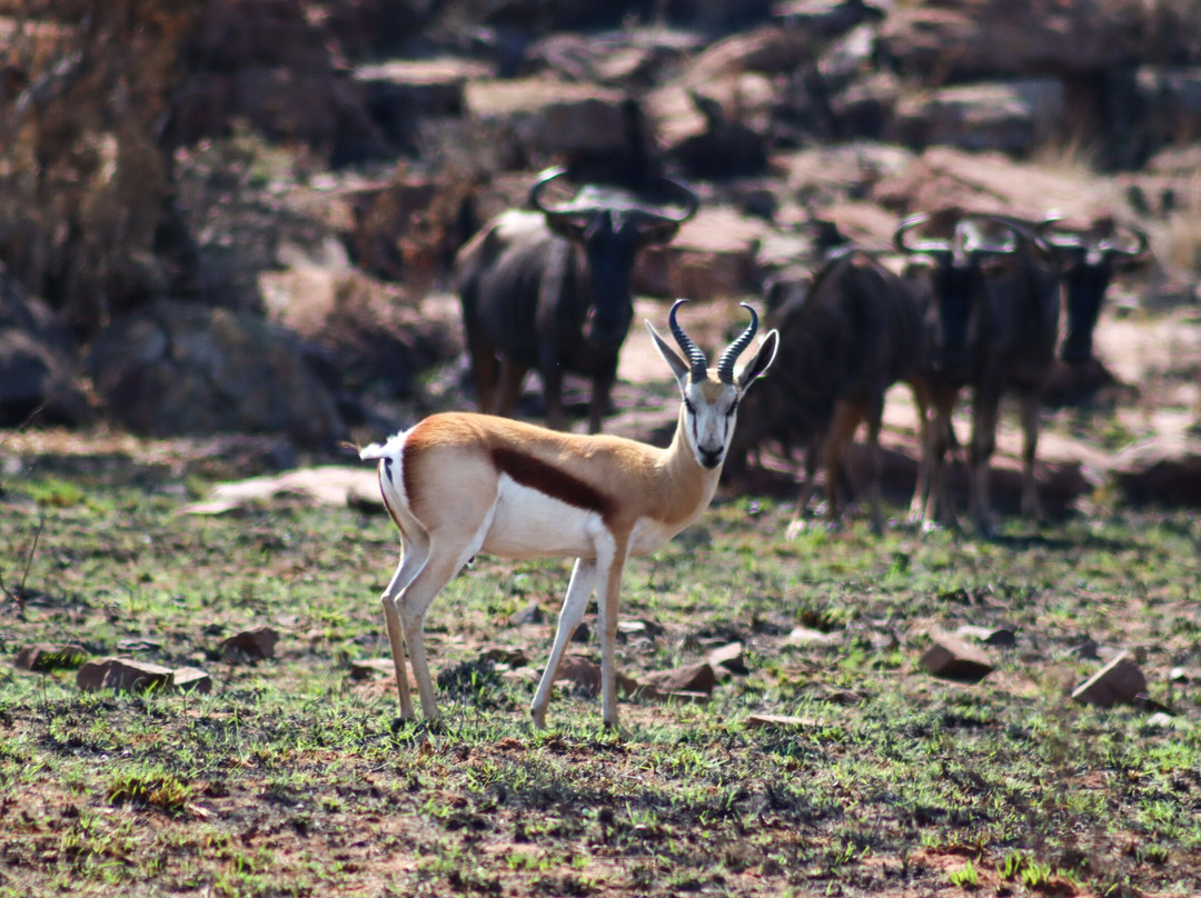 Ezemvelo Nature Reserve主图