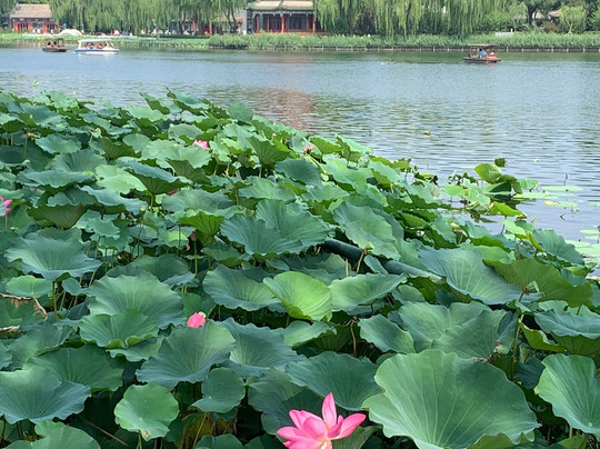 后湖-北京市必去景点