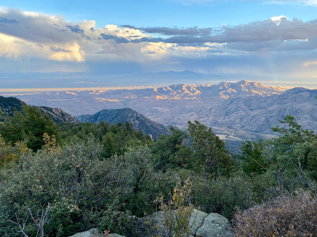 Mount Safford Ladybug Peak Trail景点图片