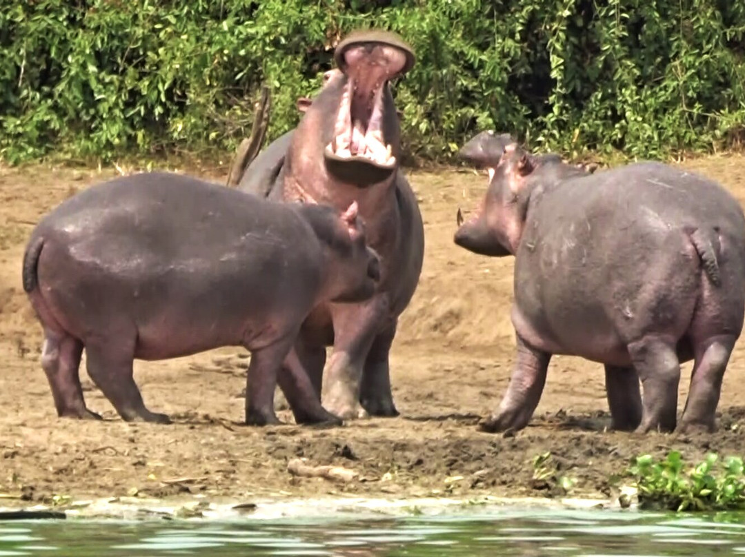 Kazinga Elephant Boat Safaris-Katunguru必去景点