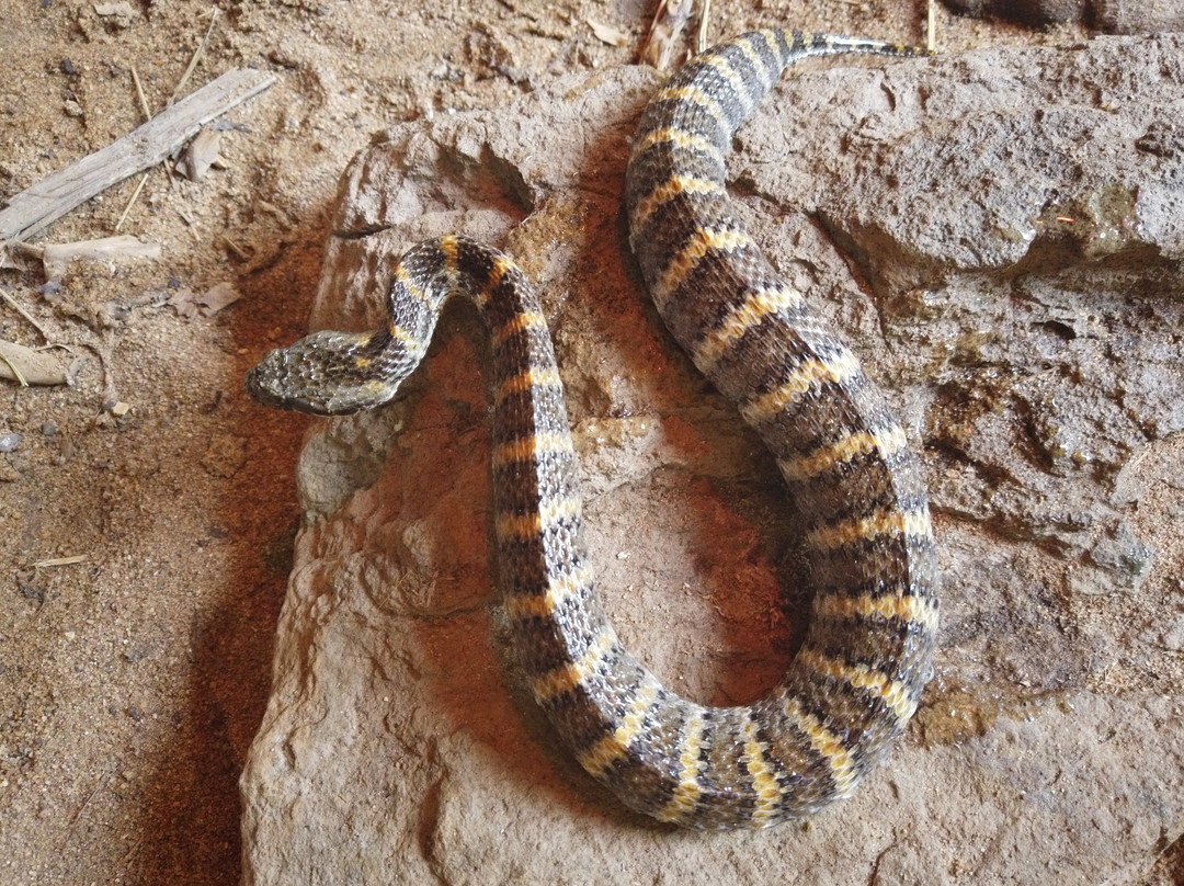 Snake Pharm-赫卢赫卢韦必去景点