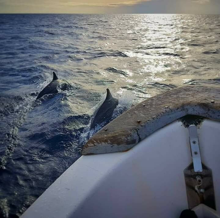 Blue Water Dolphin Tours Pulau Weh景点图片