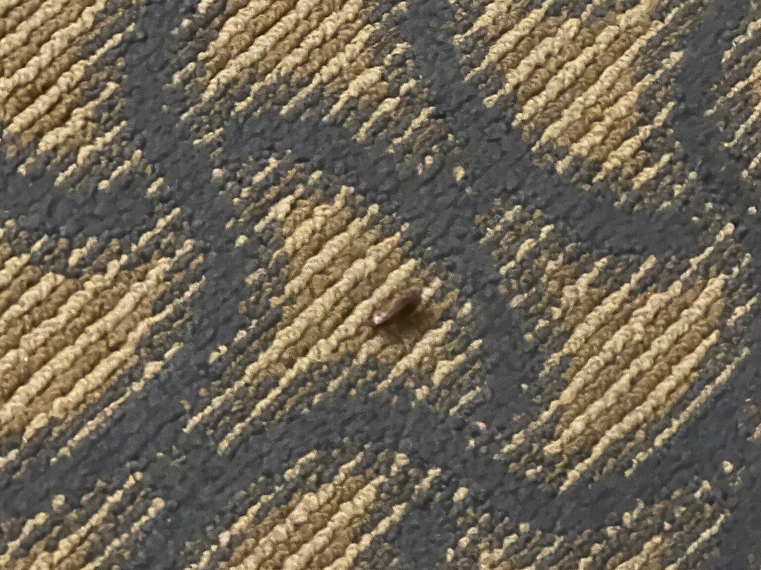 Holiday Inn Express & Suites Jackson/Pearl Intl Airport by IHG主图