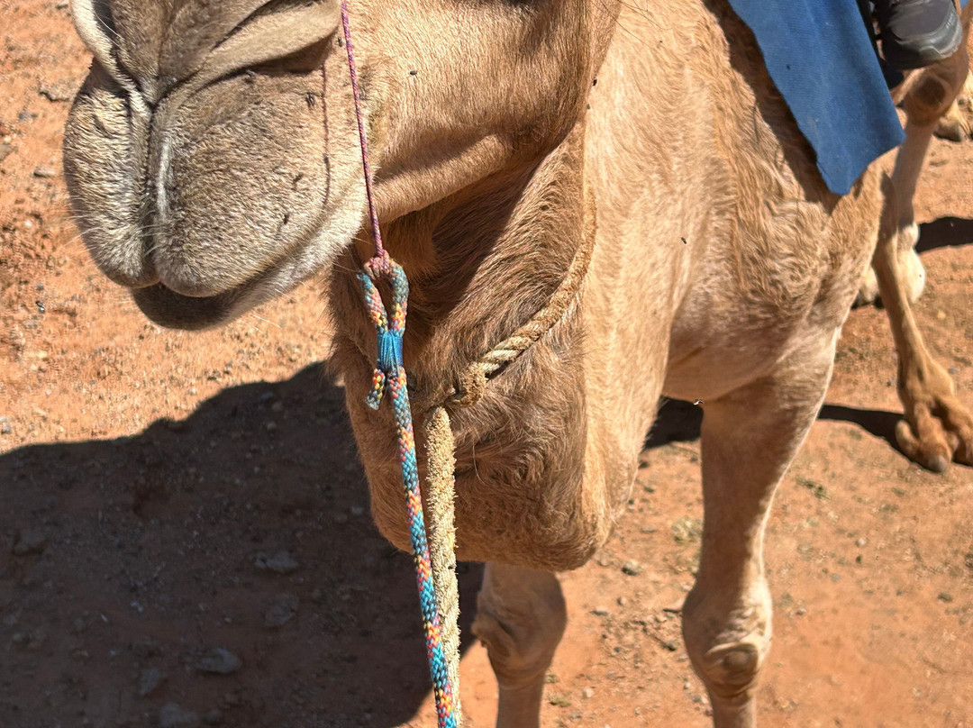 Pyndan Camel Tracks-爱丽斯泉必去景点