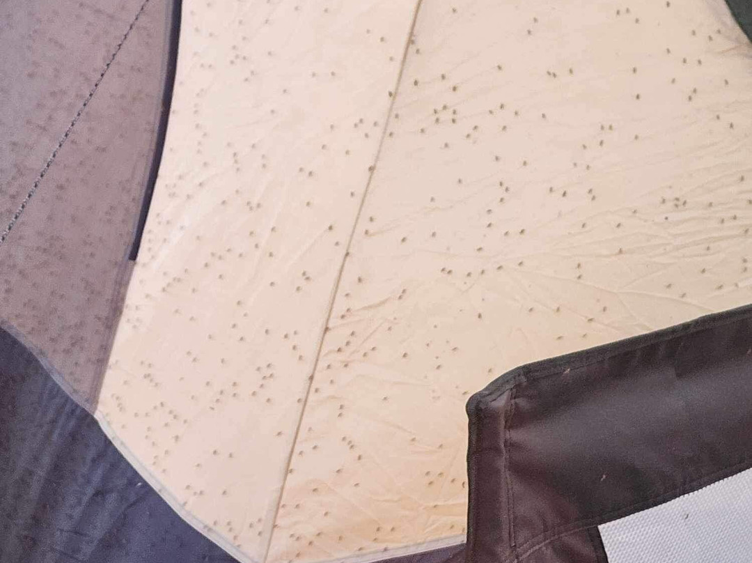 Holly Beach-Cameron必去景点