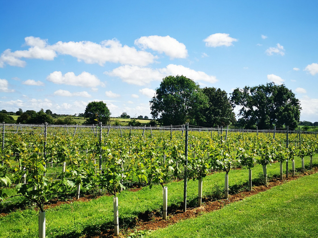 Larkhill Vineyard-泰特伯里必去景点