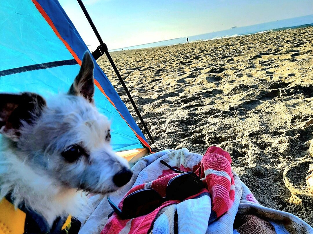 Rosie's Dog Beach-长滩必去景点