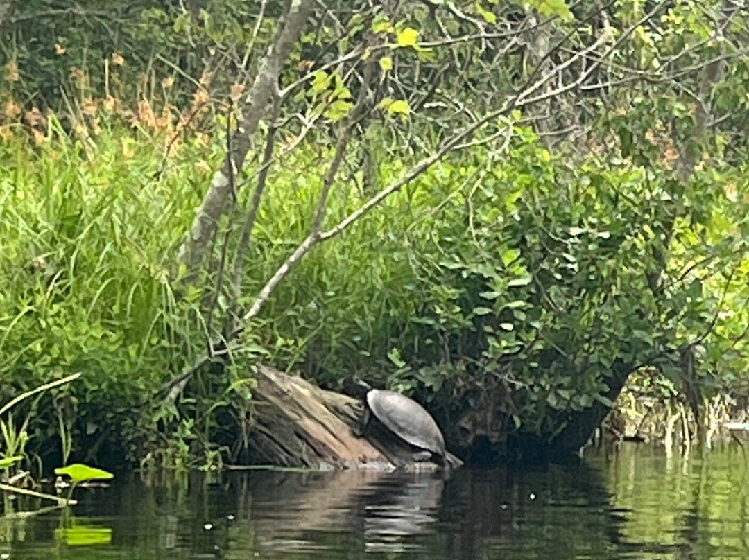 Pinelands Adventures景点图片