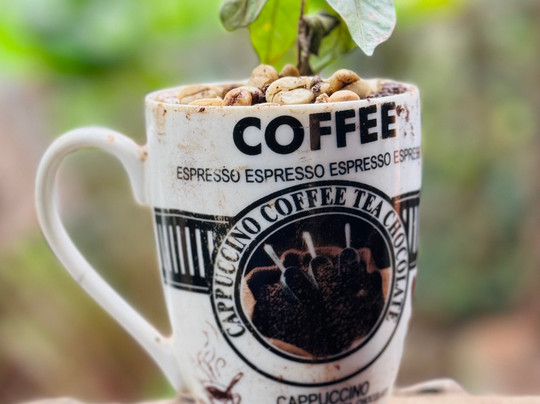 Materuni Coffee & Waterfalls Trail-莫西必去景点