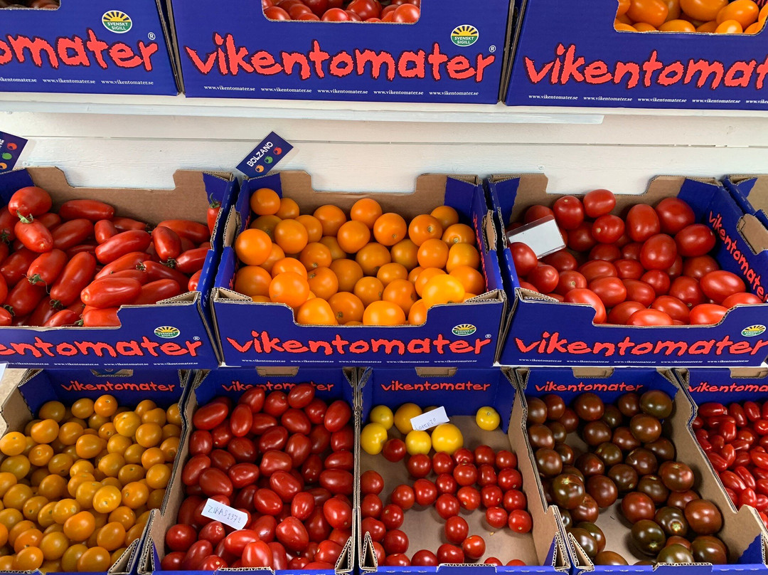 Vikentomater-Viken必去景点