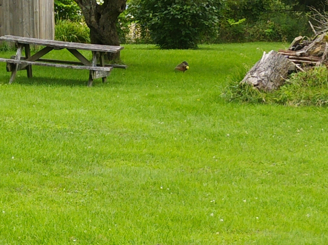 Minden House Cottages主图