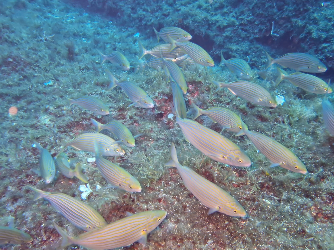 Calypso Diving Centre-Marsalforn必去景点
