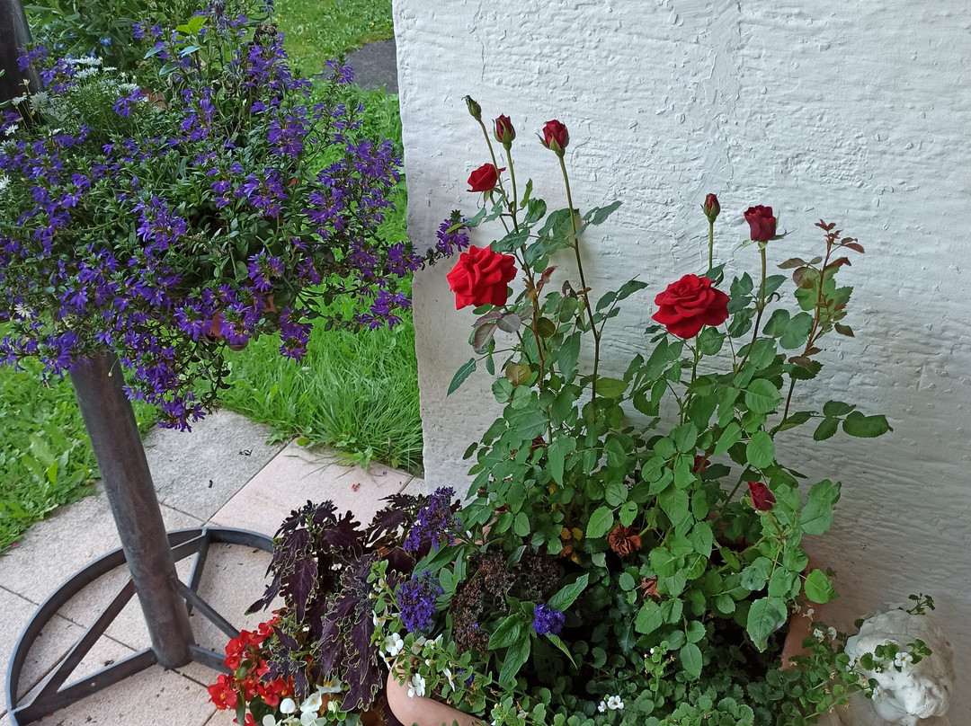 Pension Nina & Gasthof Alpenrose主图