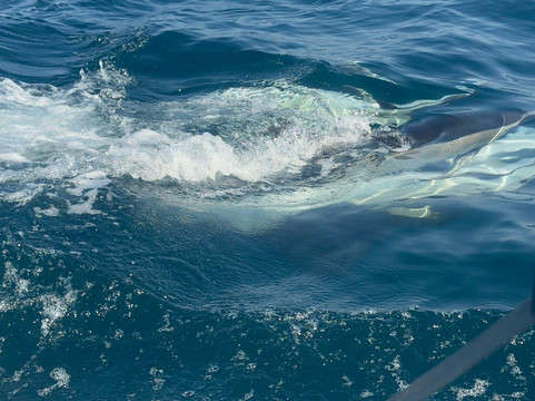 Fast Trips Boat Tours-奥良必去景点
