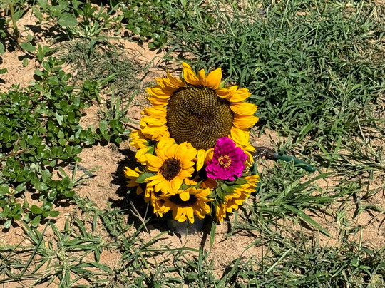 Aaron Family Orchards-Ellijay必去景点