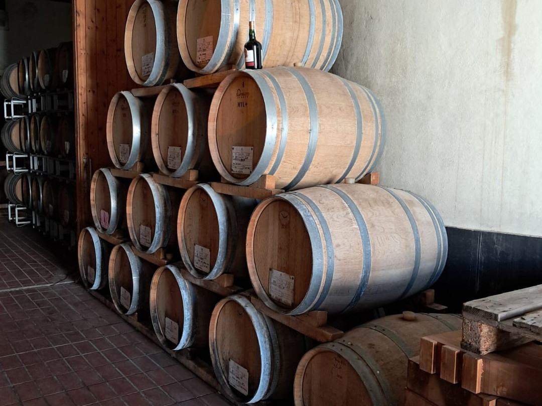 Curatolo arini  1875-马尔萨拉必去景点