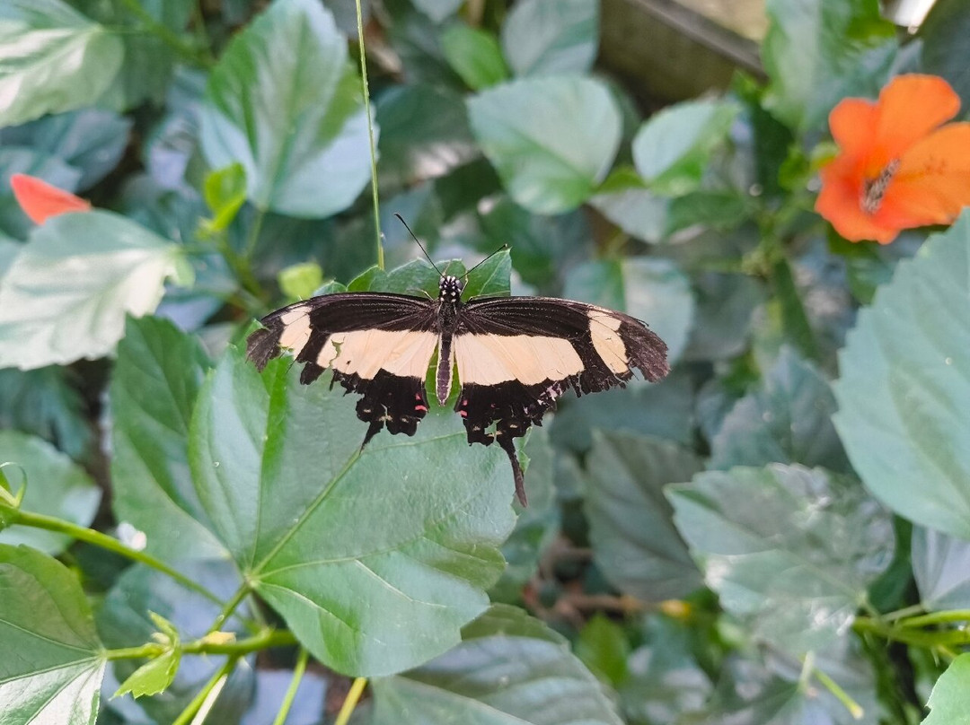 Jardin des Papillons景点图片