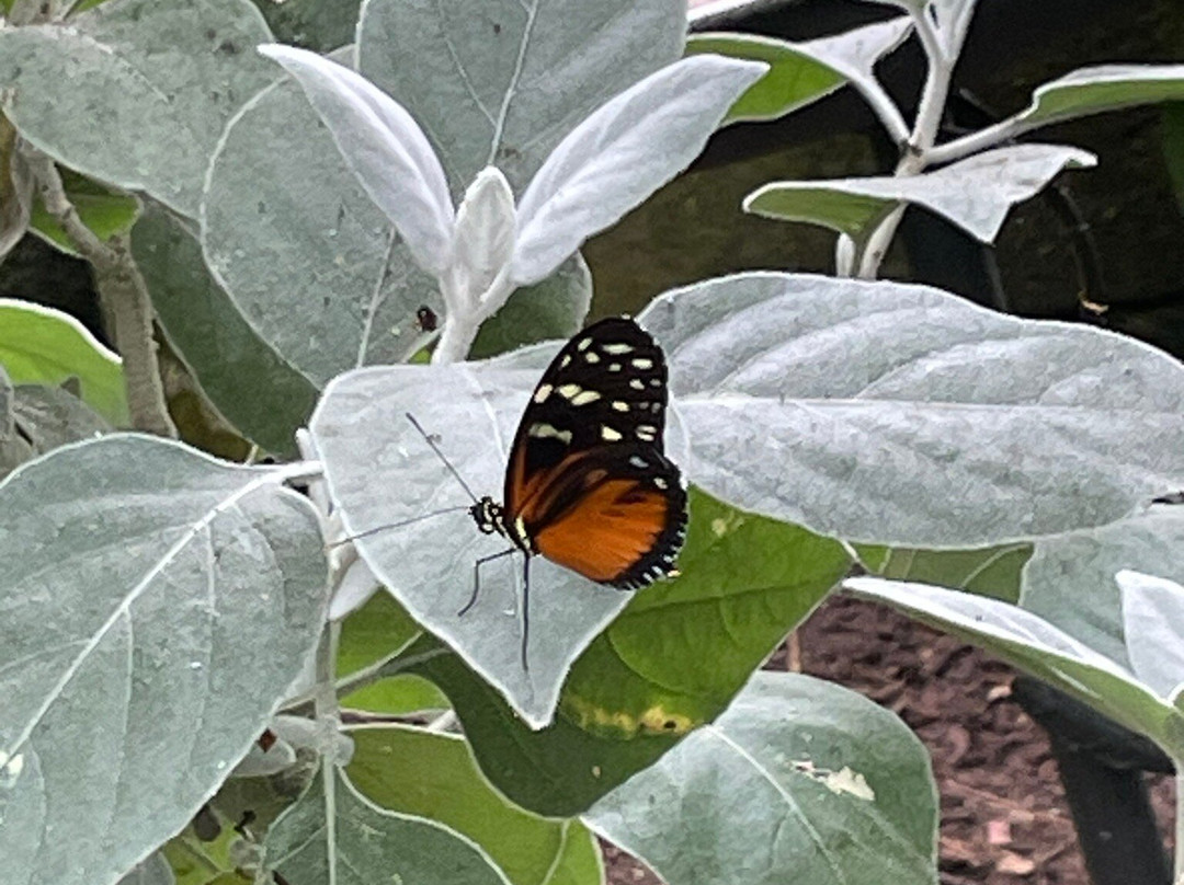 Butterfly World-斯托克顿提斯必去景点