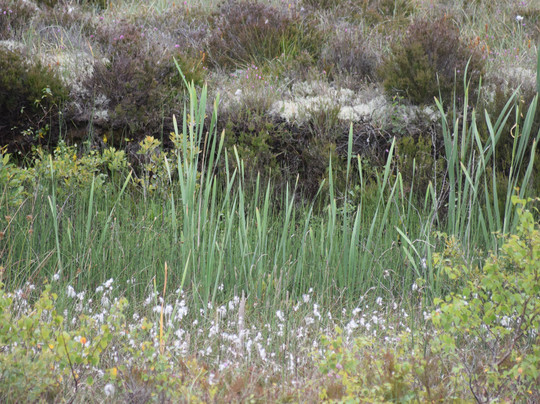 Galway's Living Bog-Mountbellew必去景点