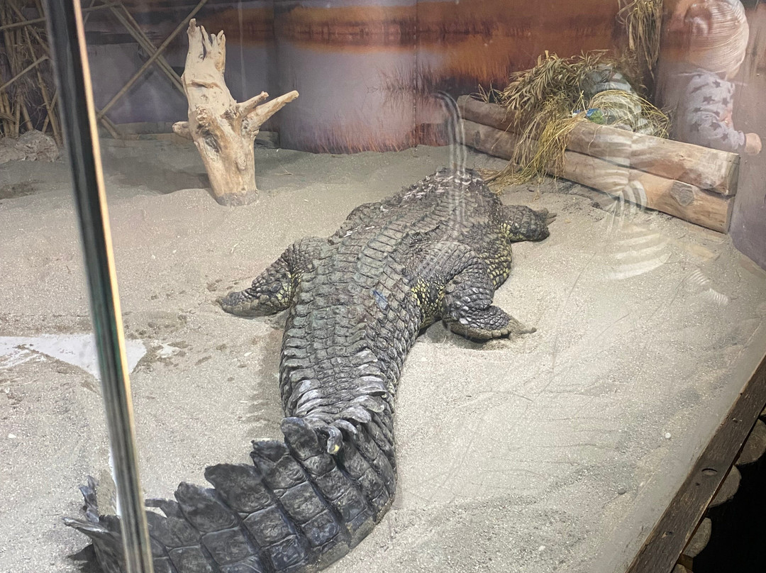 Lido di Jesolo Sea Life Aquarium-耶索洛必去景点