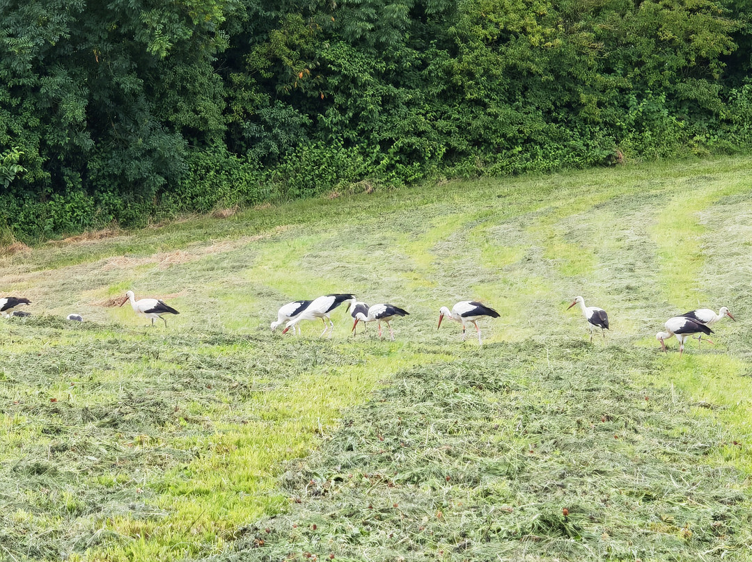 Augusta Raurica-Augst必去景点