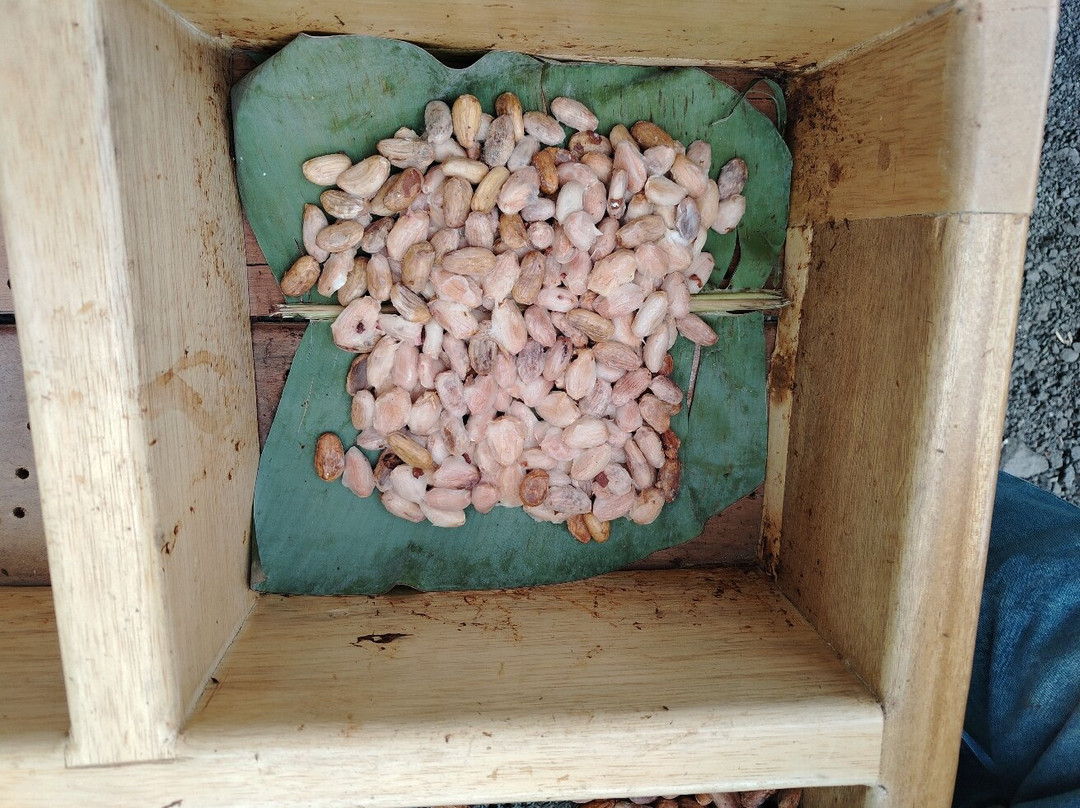 Mindo Maya Chocolate-明多必去景点