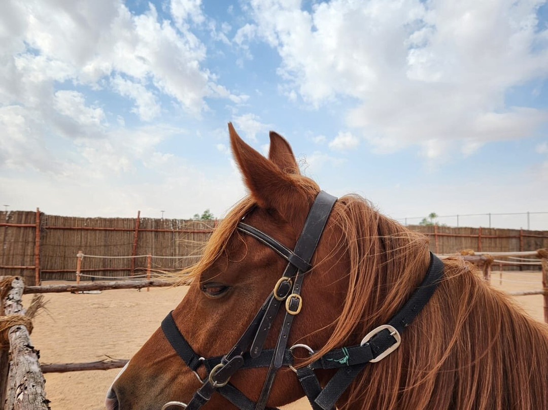 Al Manaf-艾因市必去景点
