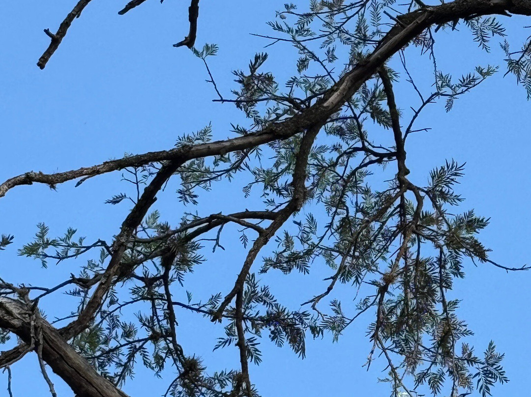 Bosque das Grevileas-Maringa必去景点