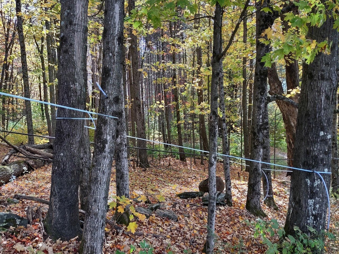 Sugarbush Farm-伍德斯托克必去景点