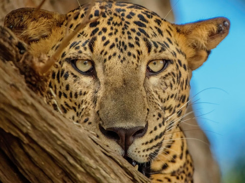 Yala Safari - Group Safari - Private Safari Tours by WanderLuxe