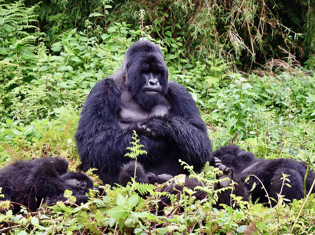 Rwanda Gorilla Trek - Day Tours景点图片