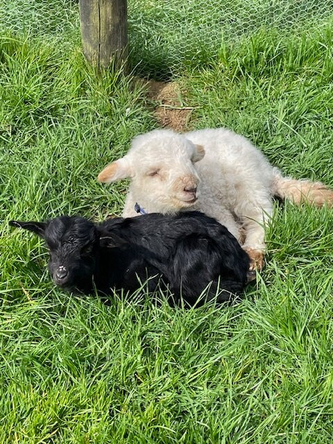 Sheepworld Farm Park-瓦卡沃夫必去景点