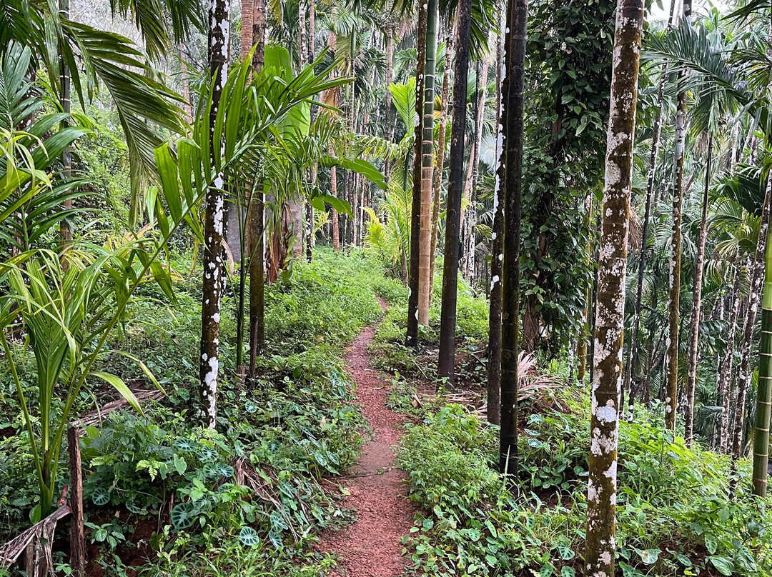 Thonikadavu-Kasaragod必去景点