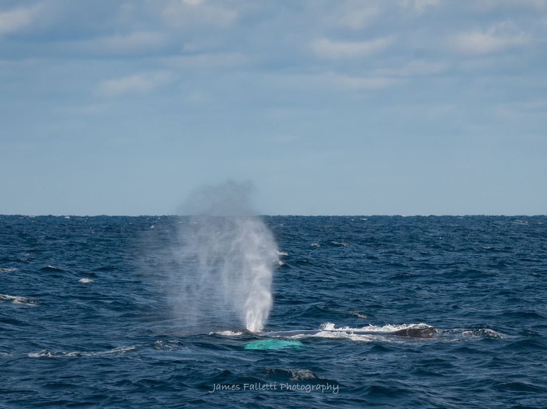 Jersey Shore Whale Watch景点图片