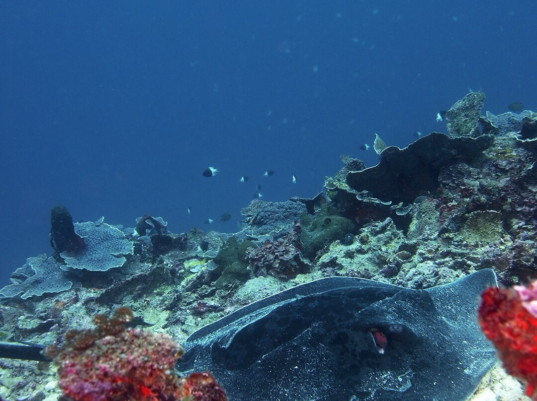 Fun Divers Zanzibar-奔巴岛必去景点