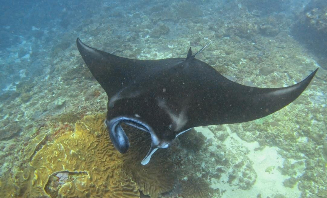 Noosa Dive Resort-Ped必去景点