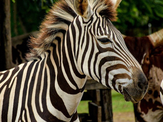 Stingreen Costa Rica-塔马林多必去景点