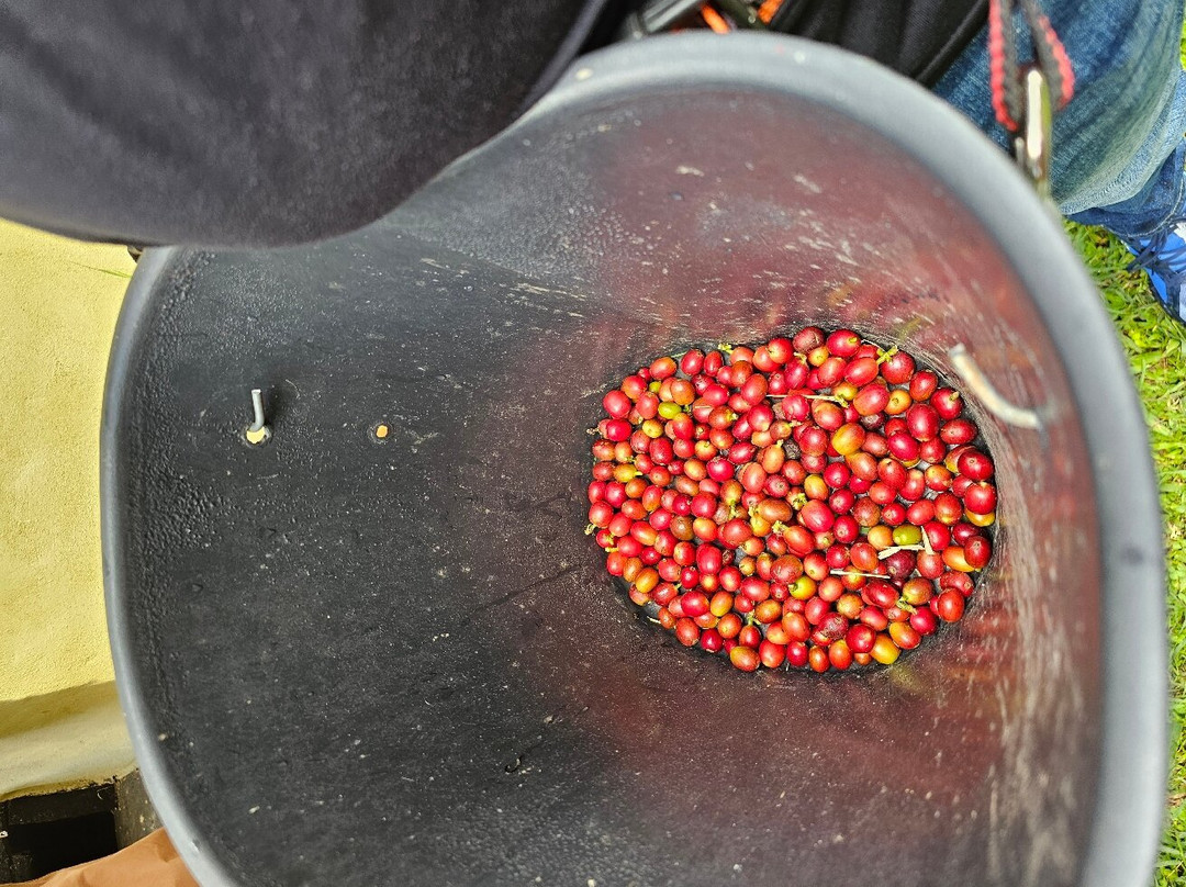 Finca El Tinto-La Vega必去景点