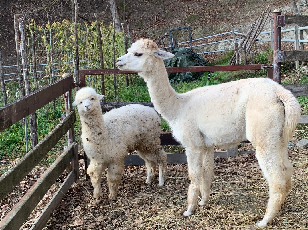 Azienda Agricola La Casetta - Kainua Allevamento Alpaca景点图片