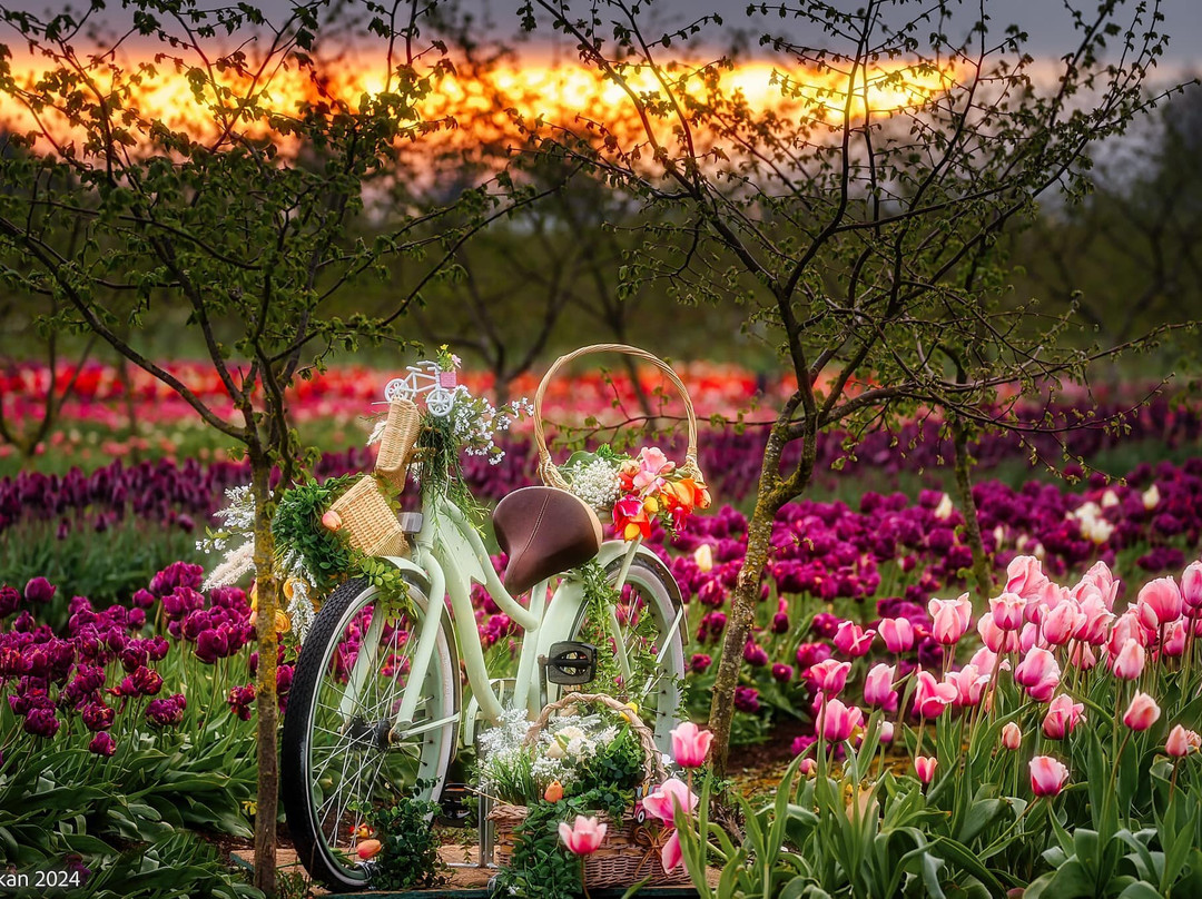 Tulip Valley Farms景点图片