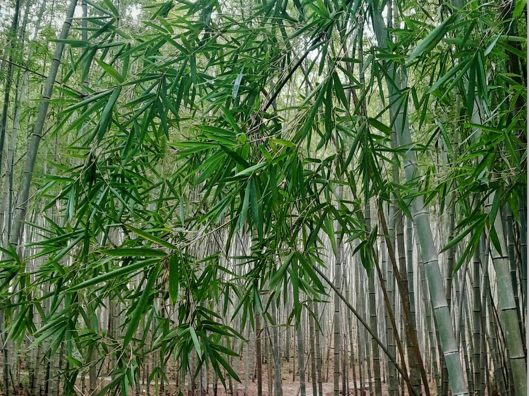 石门国家森林公园-从化市必去景点