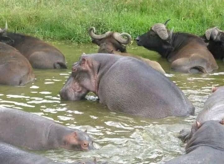 Abigail Safaris Limited-Bukoto必去景点