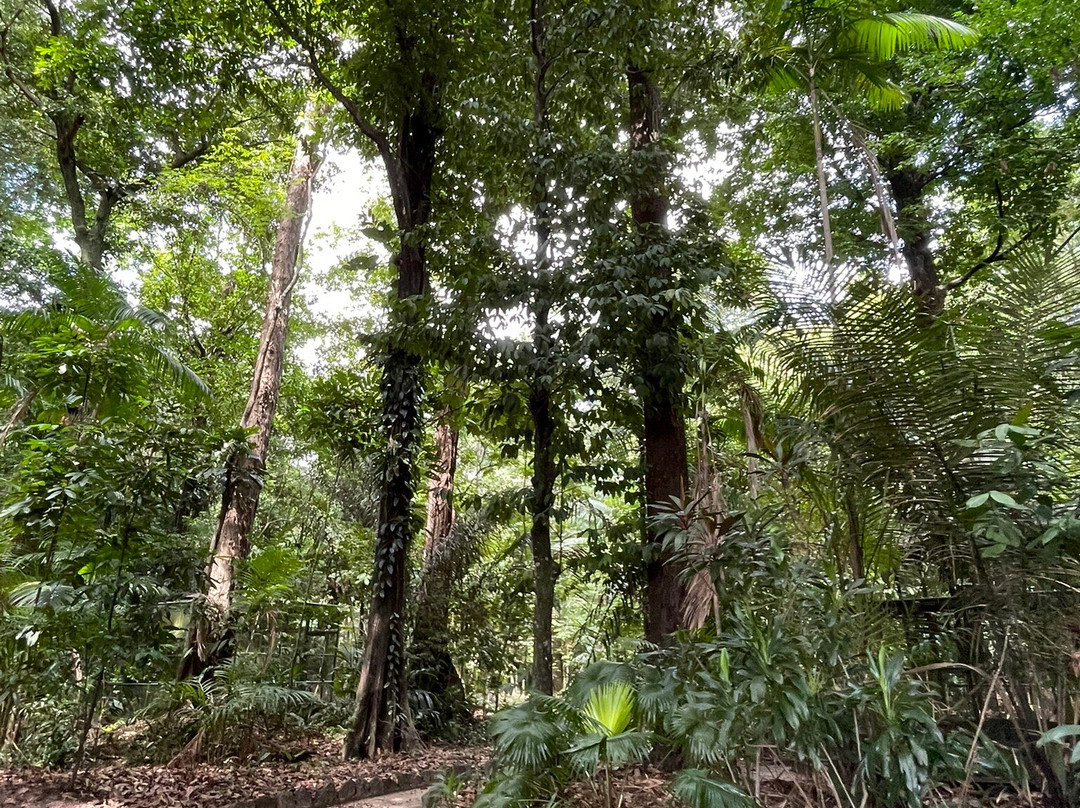 Bosque Rodrigues Alves - Jardim Botanico da Amazonia景点图片