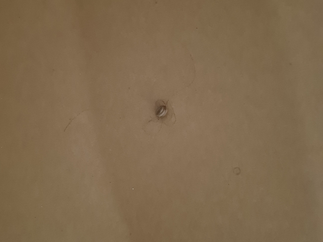 Hotel Republicano 1910主图